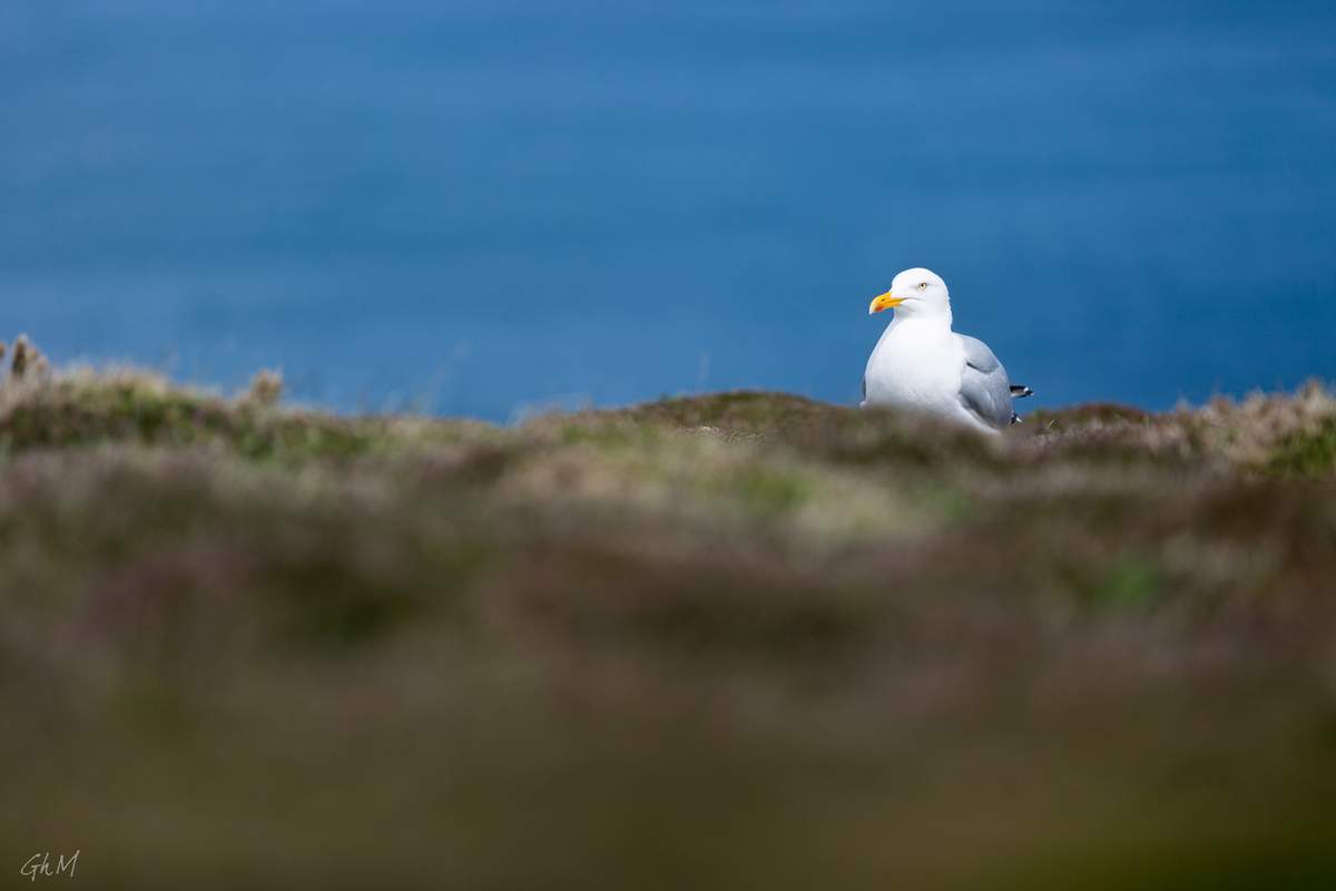 ob_a7ebf1_ouessant-7631.jpg