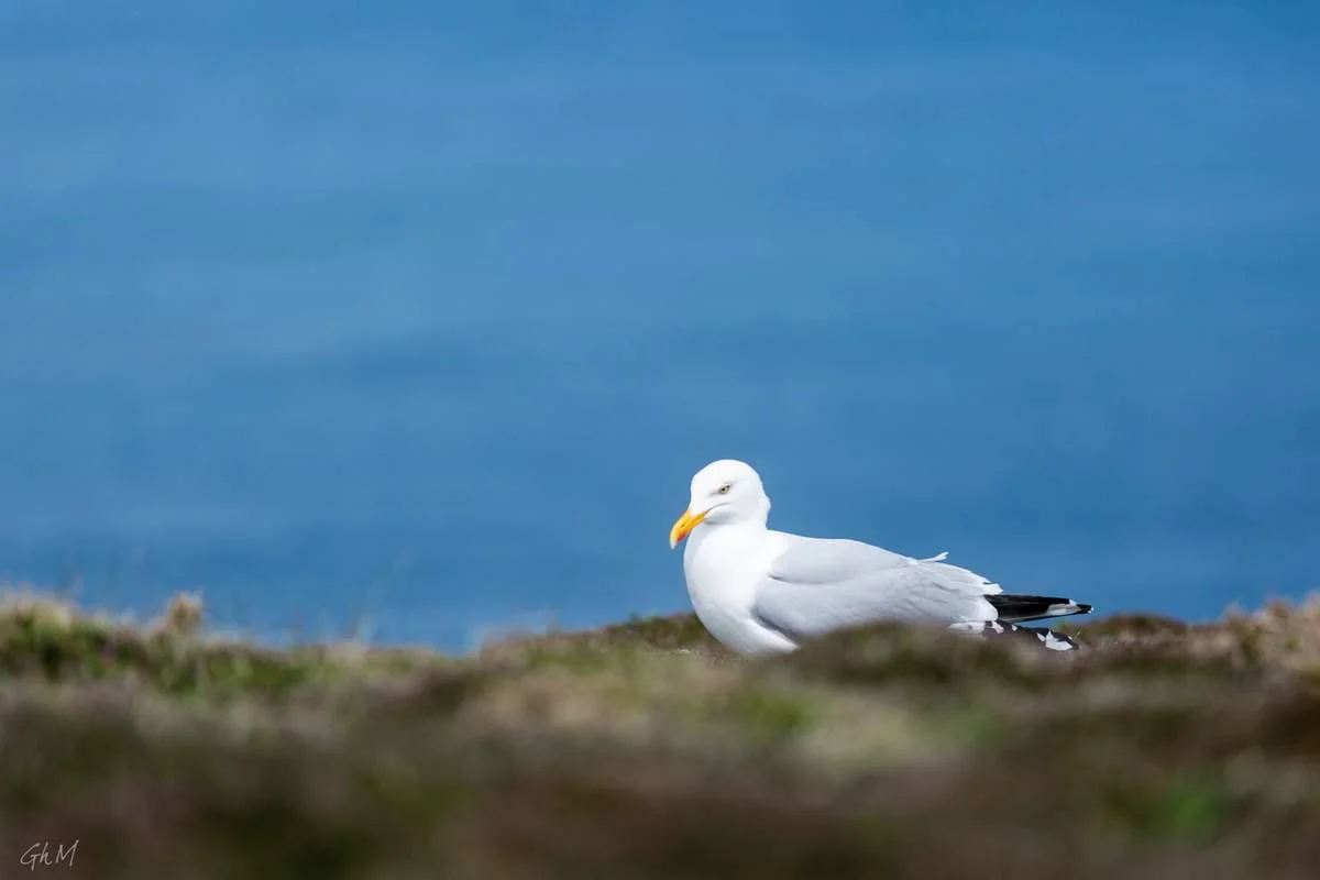 ob_6472de_ouessant-7651.jpg