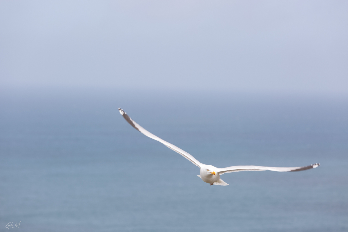 ob_4a9ceb_ouessant-7931.jpg