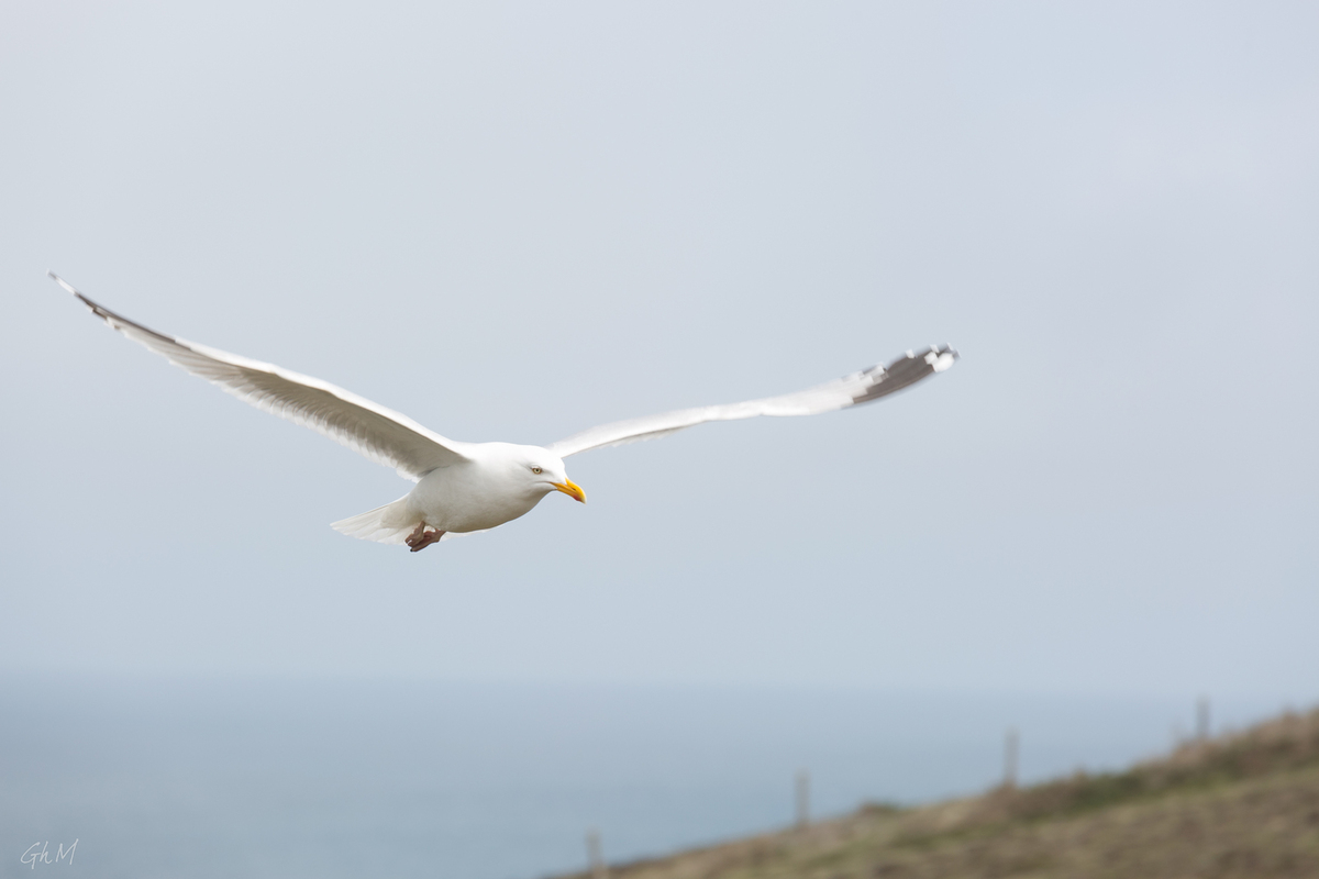 ob_aad5e1_ouessant-7951.jpg