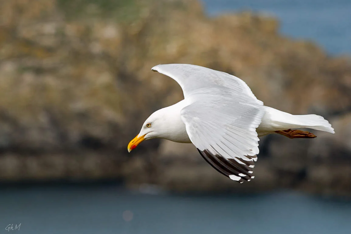 ob_6476fa_ouessant-8041.jpg