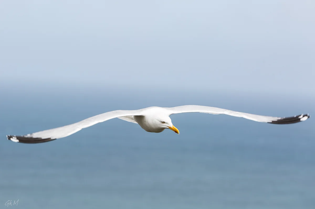 ob_a926f3_ouessant-8151.jpg
