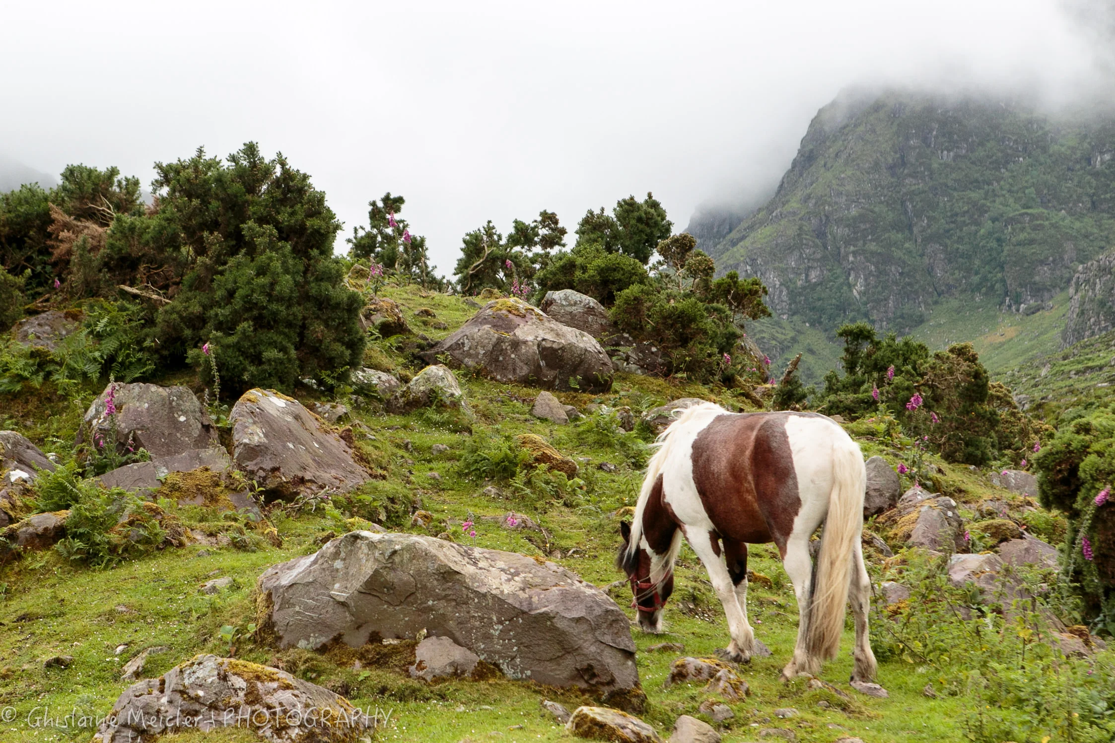 Irlande-998.jpg