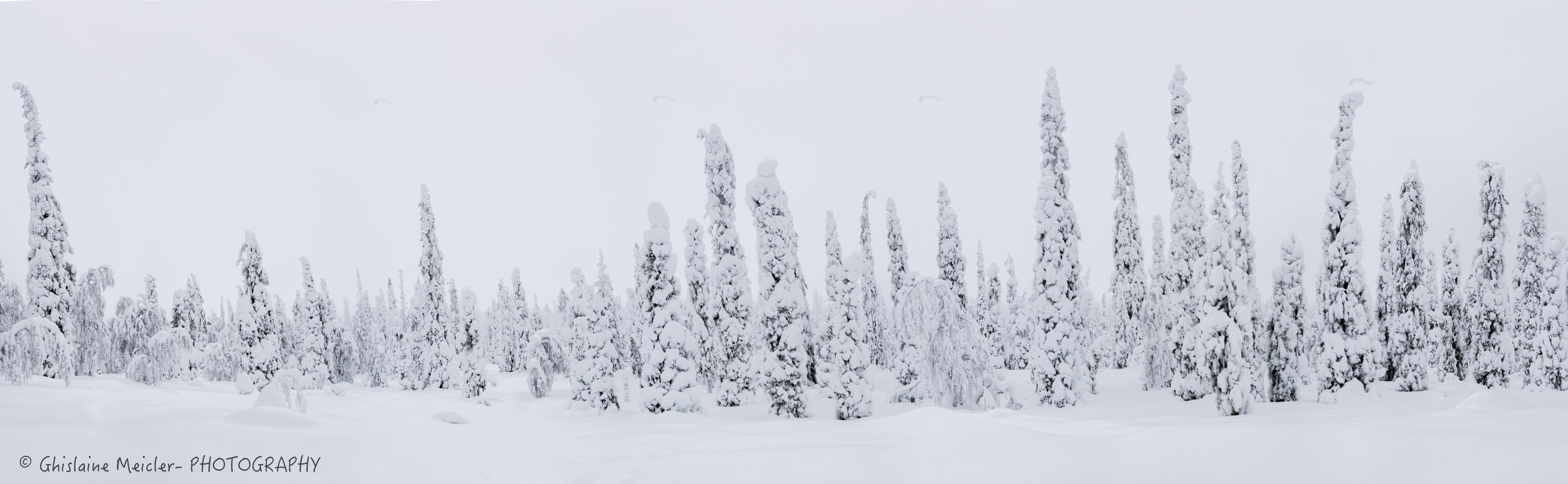  Parc national du Riisitunturi