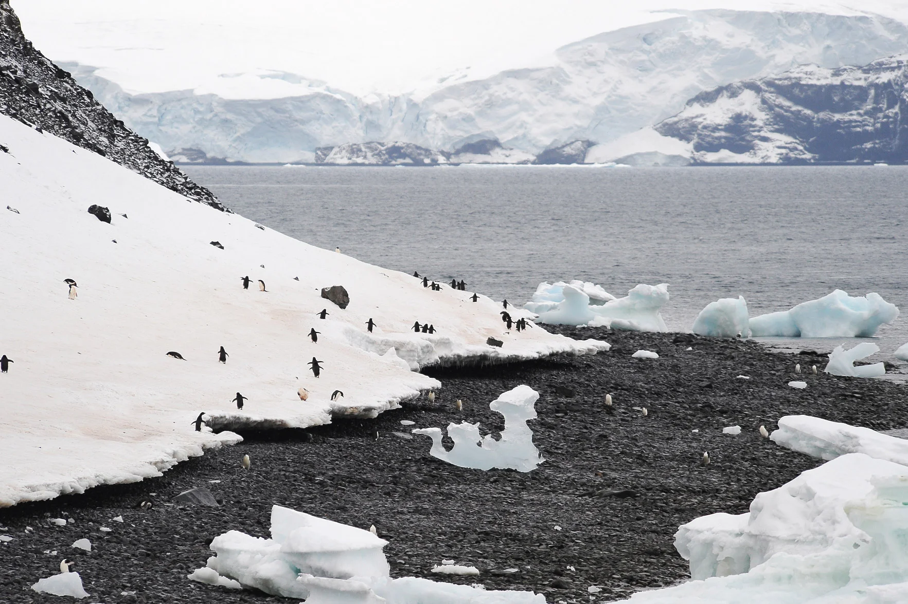 Antarctique- J5: Mer de Wedell- ile Paulet