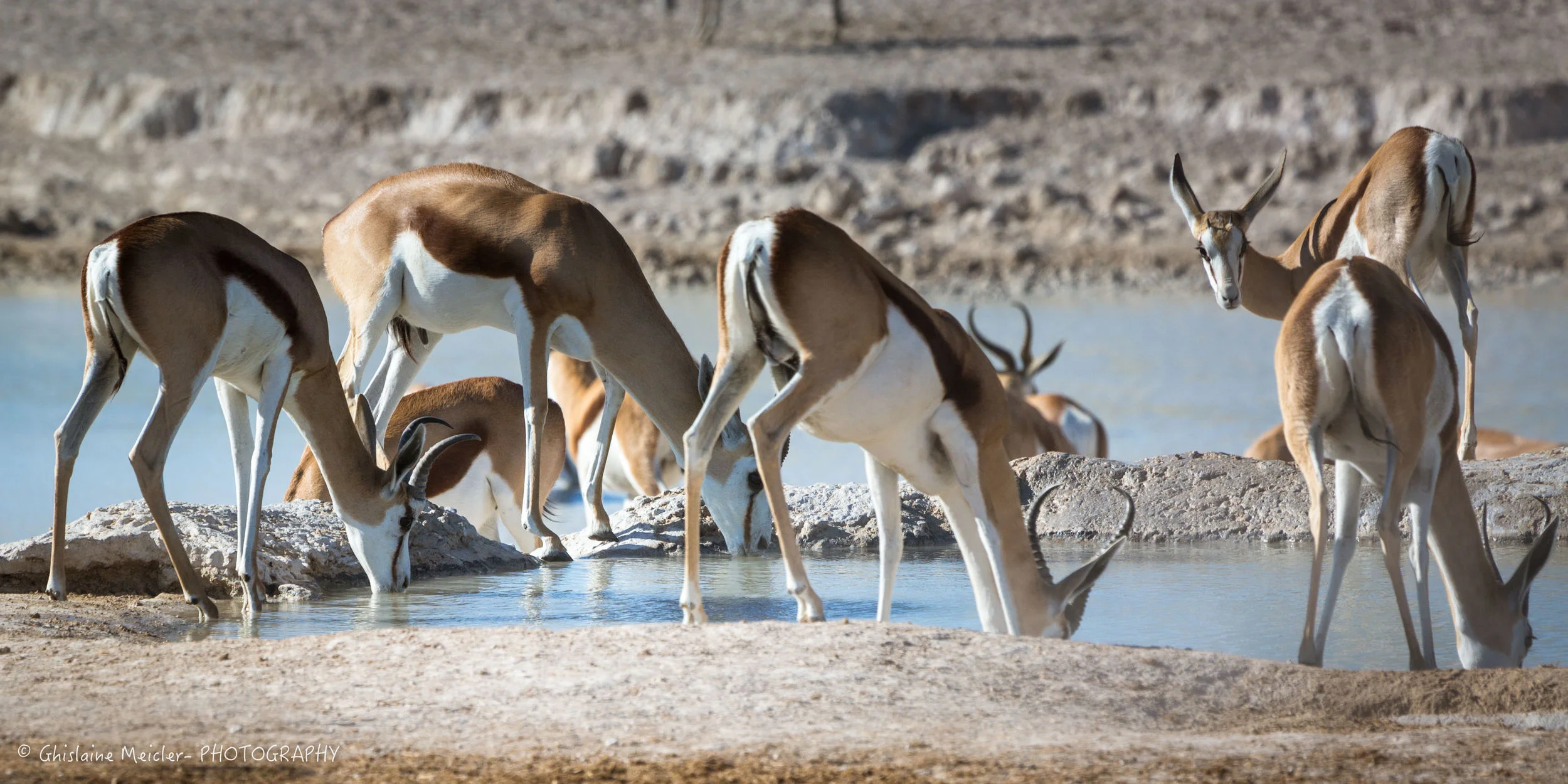 Namibie- 7827.jpg