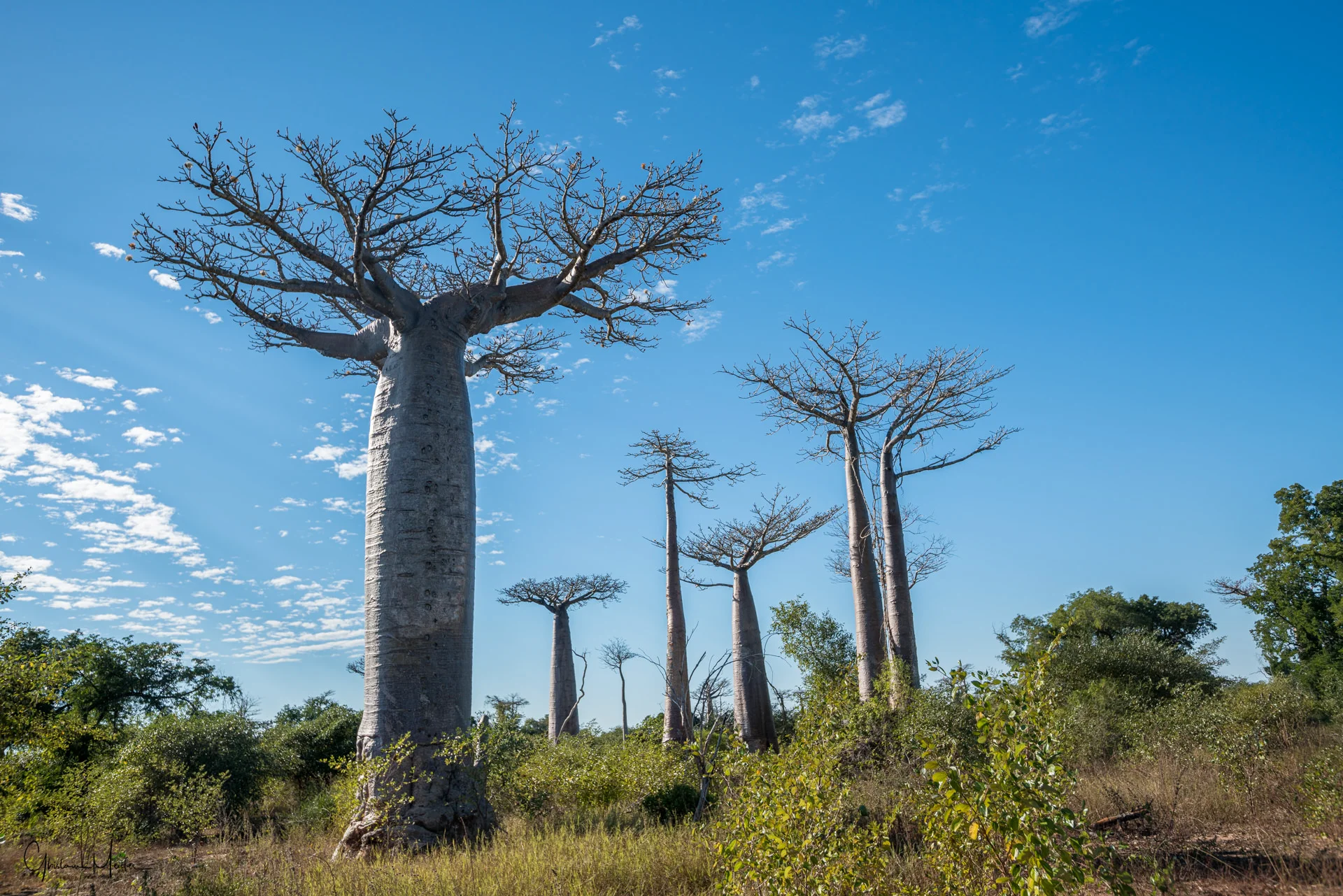 Madagascar--3882.jpg