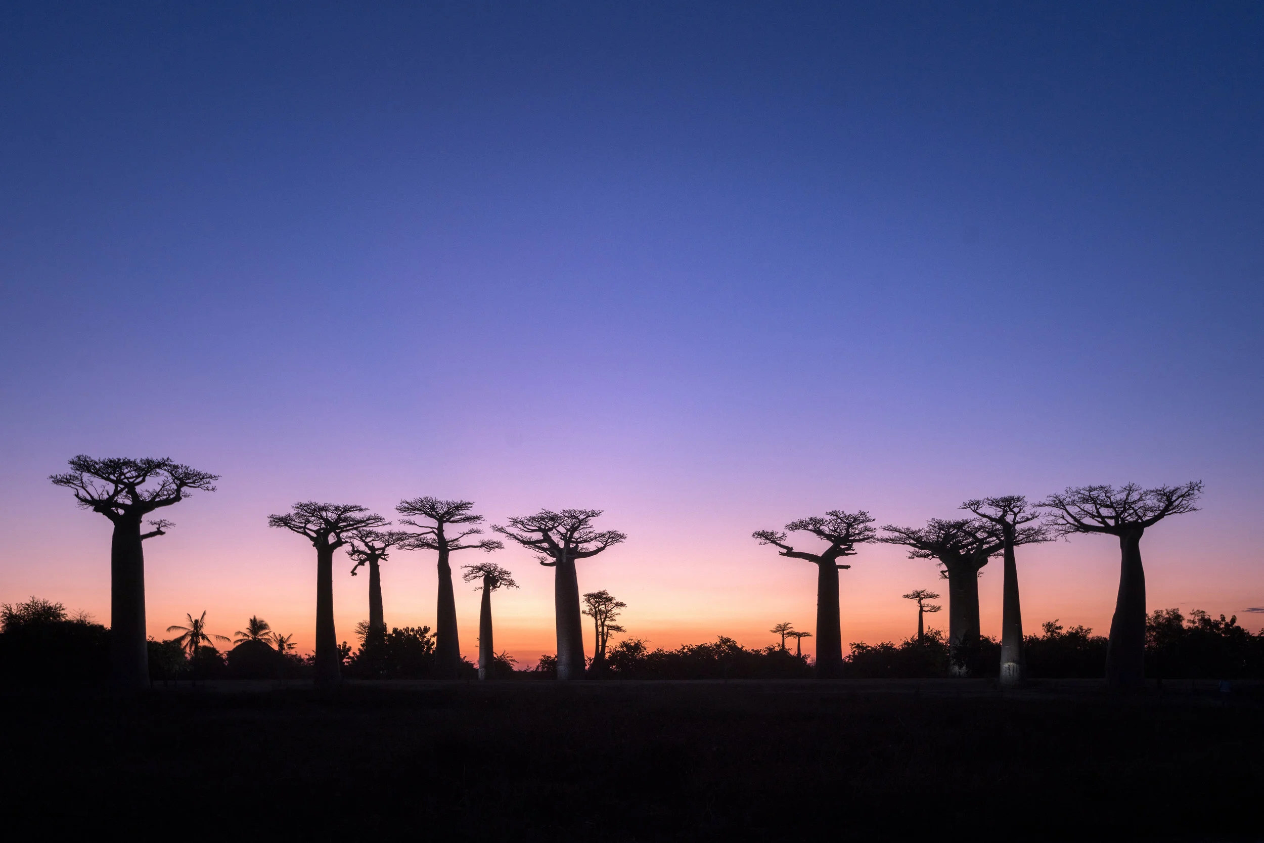 Madagascar--1659-Modifier.jpg