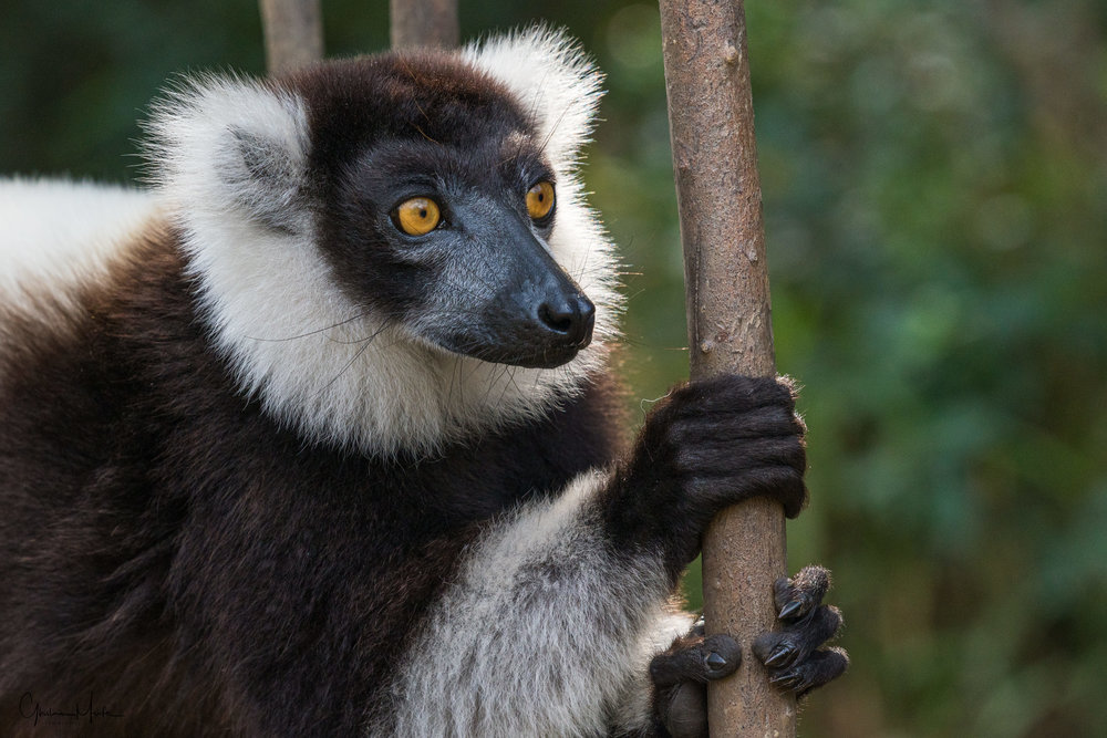 Madagascar--5552.jpg