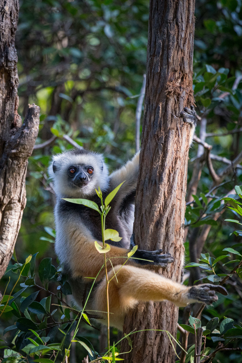 Madagascar--5676.jpg