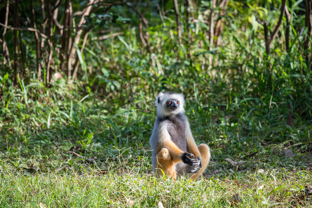 Madagascar--5640.jpg