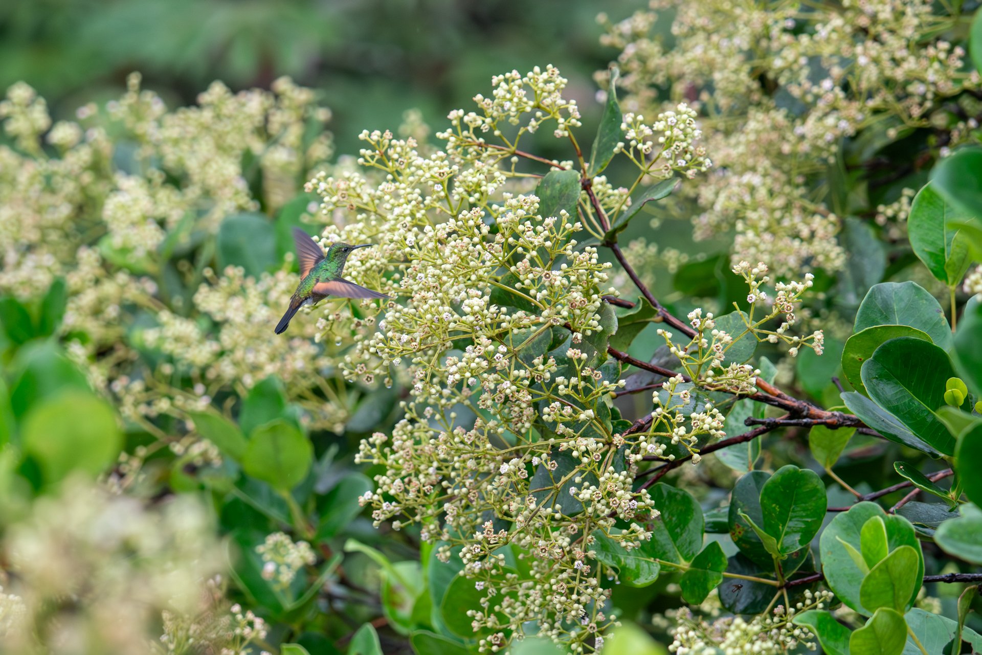 _DSC9867-Avec accentuation-Bruit.jpg