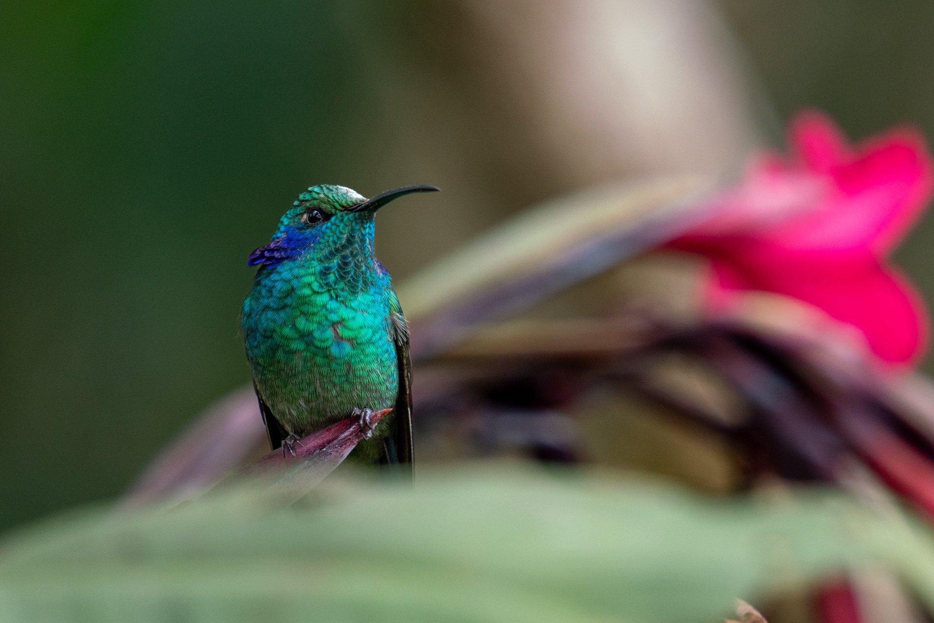 colibri d'anais_DSC2502.jpg