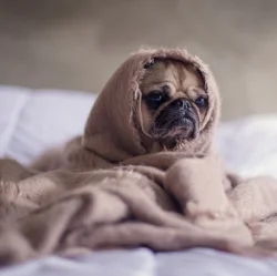 Someone wants to hide on Valentine's Day... Image Credit Matthew Henry