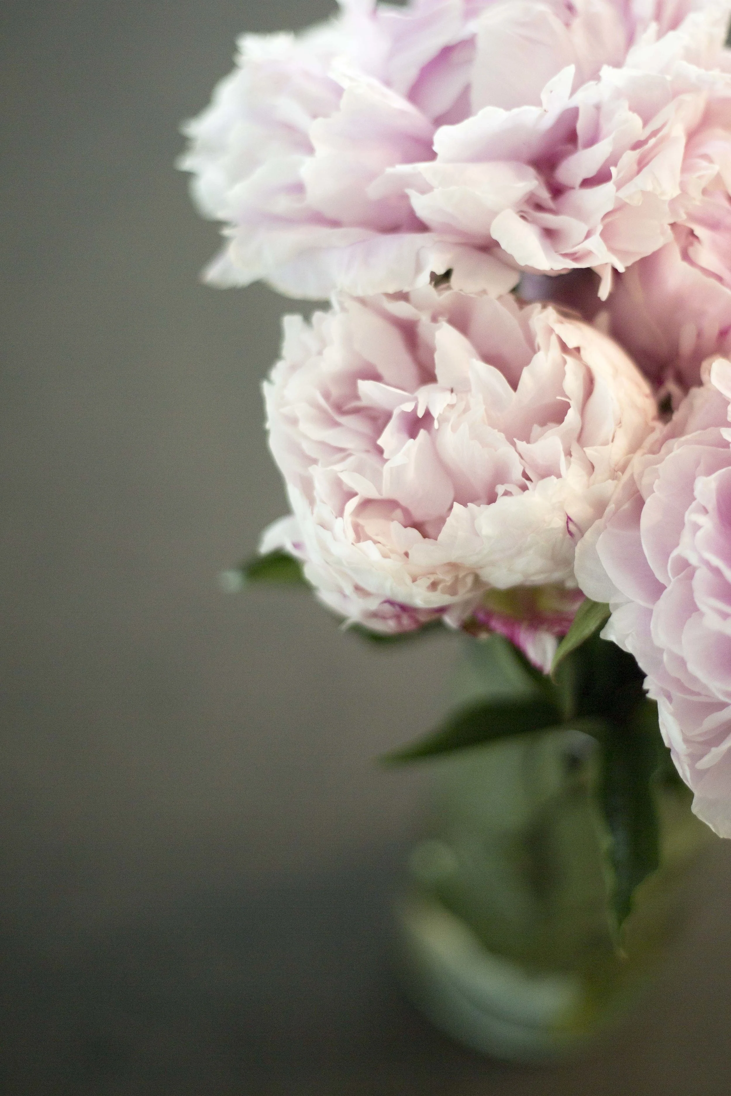 Light pink peony (2)