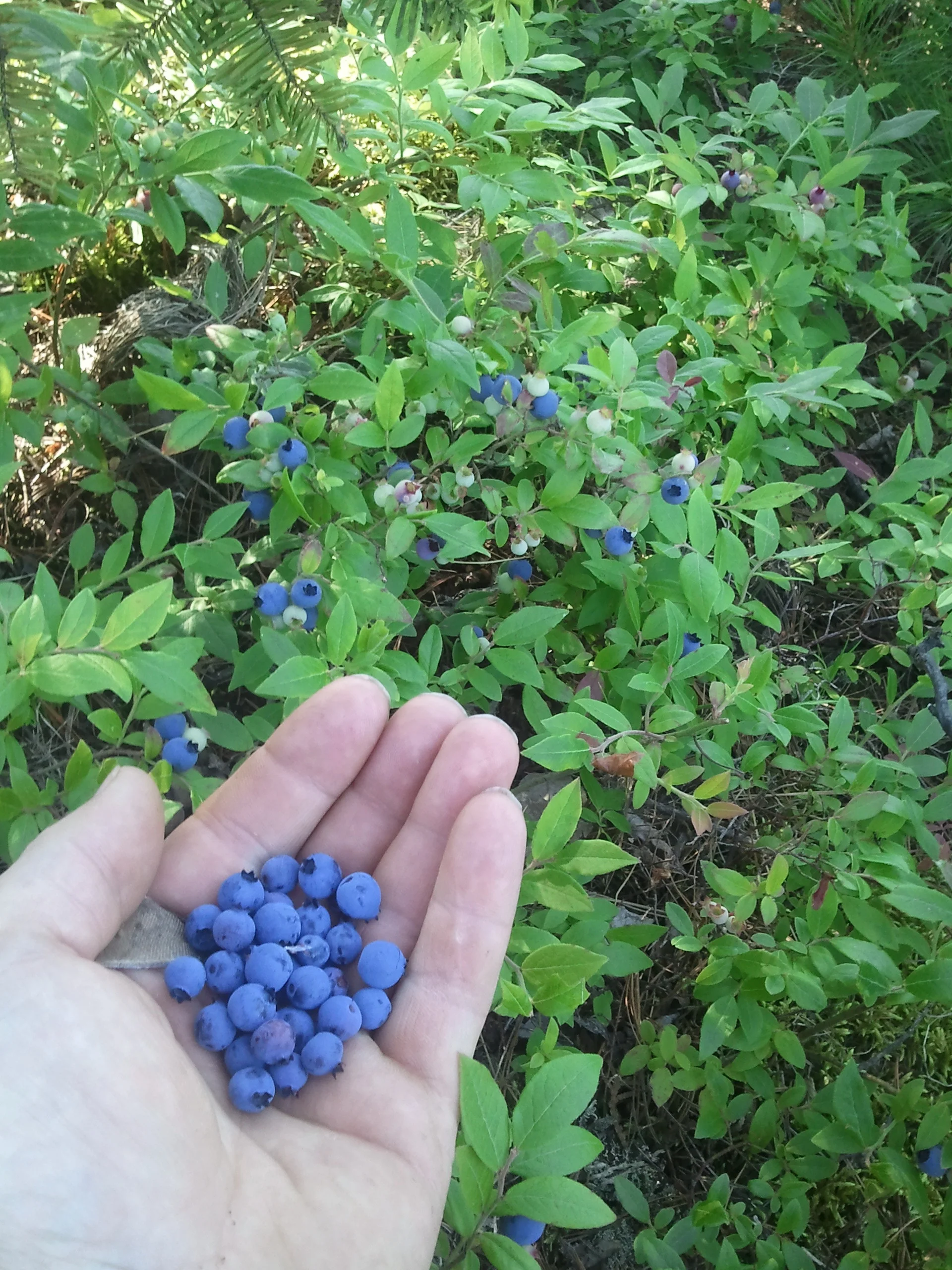 Blueberries.jpg