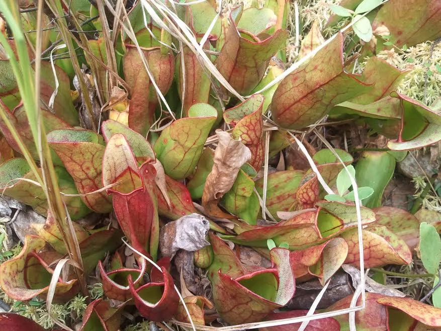 pitcher plant.jpg