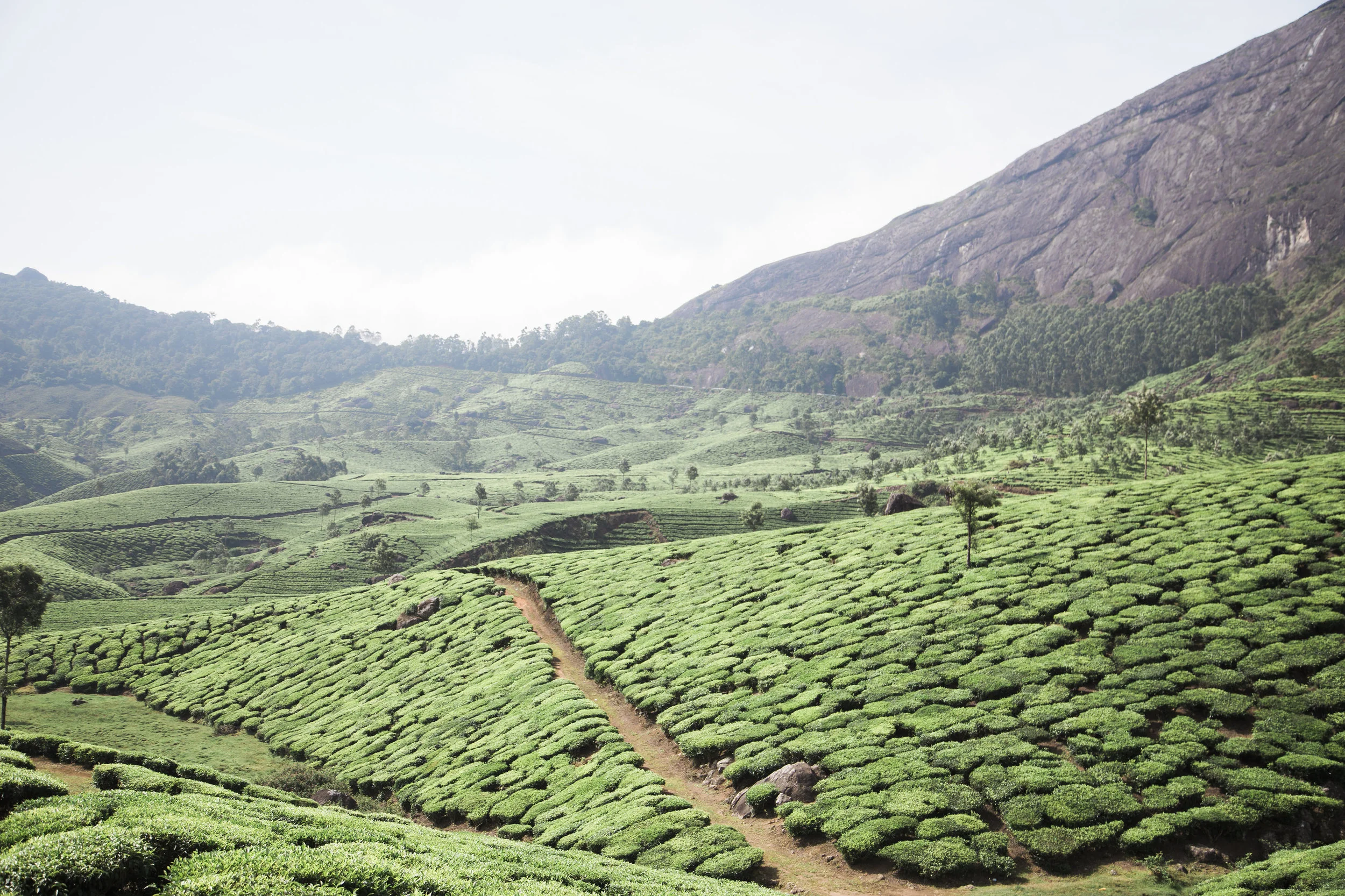 TEA FIELDS, Munnar, India