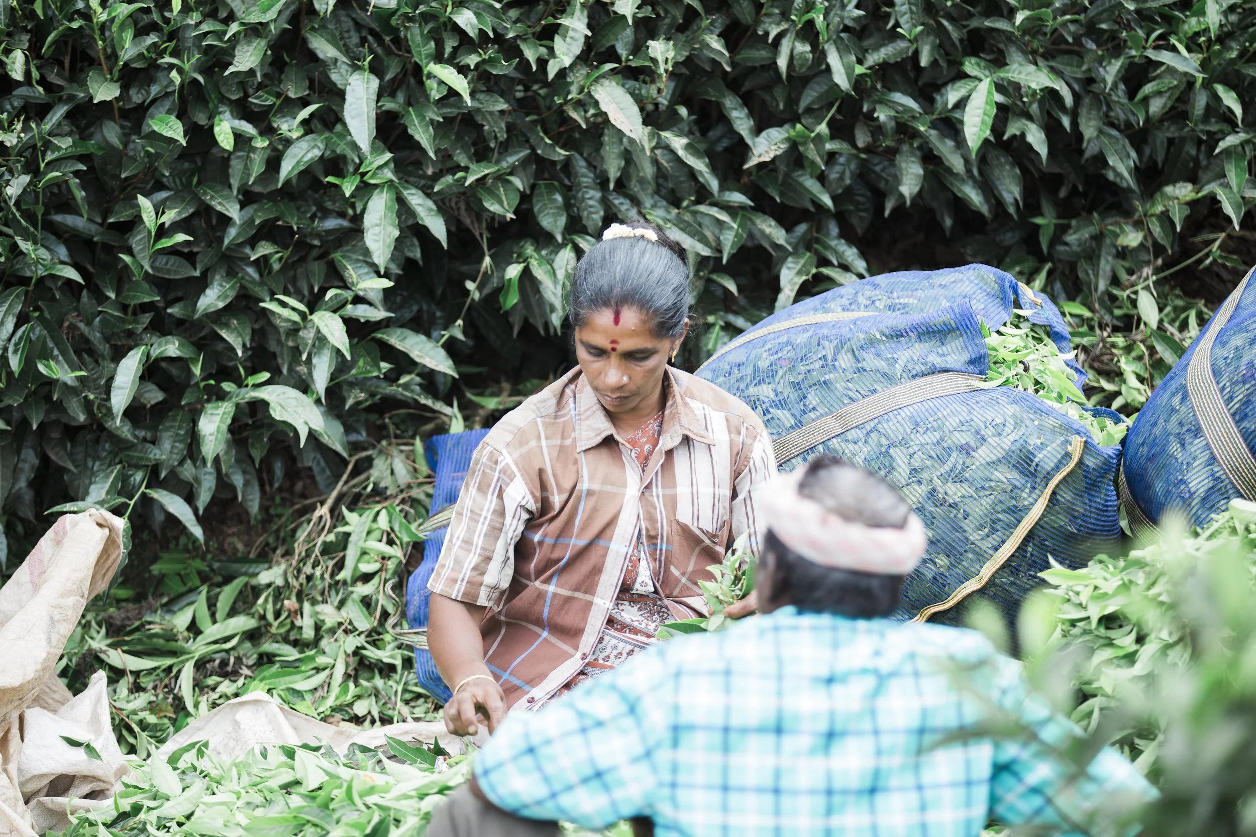 TEA PICKERS, Munnar, India