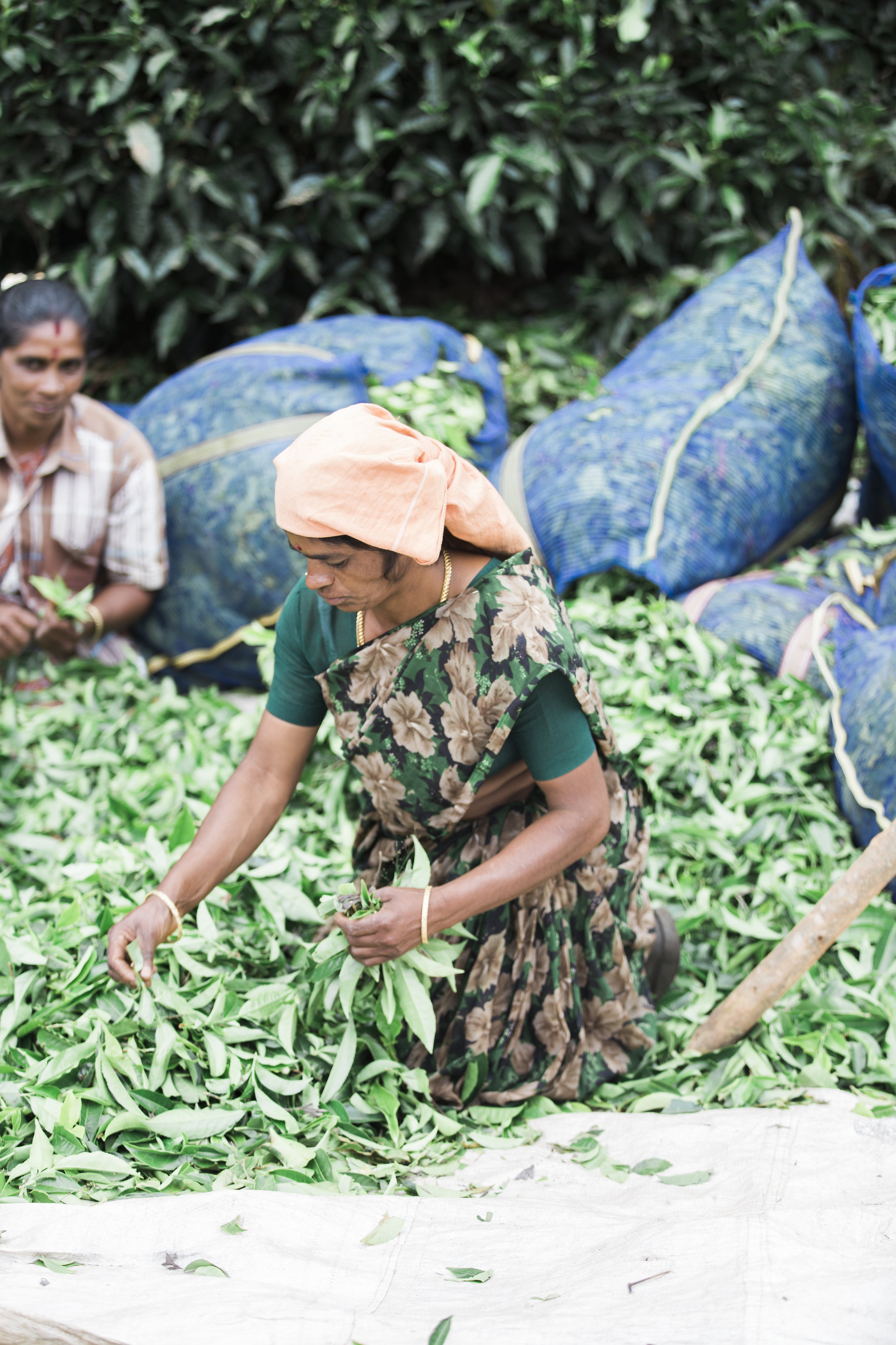 TEA PICKERS, Munnar, India