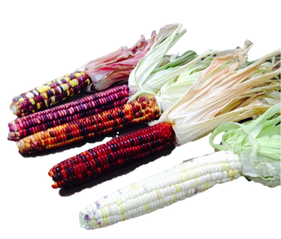 group of corn.png