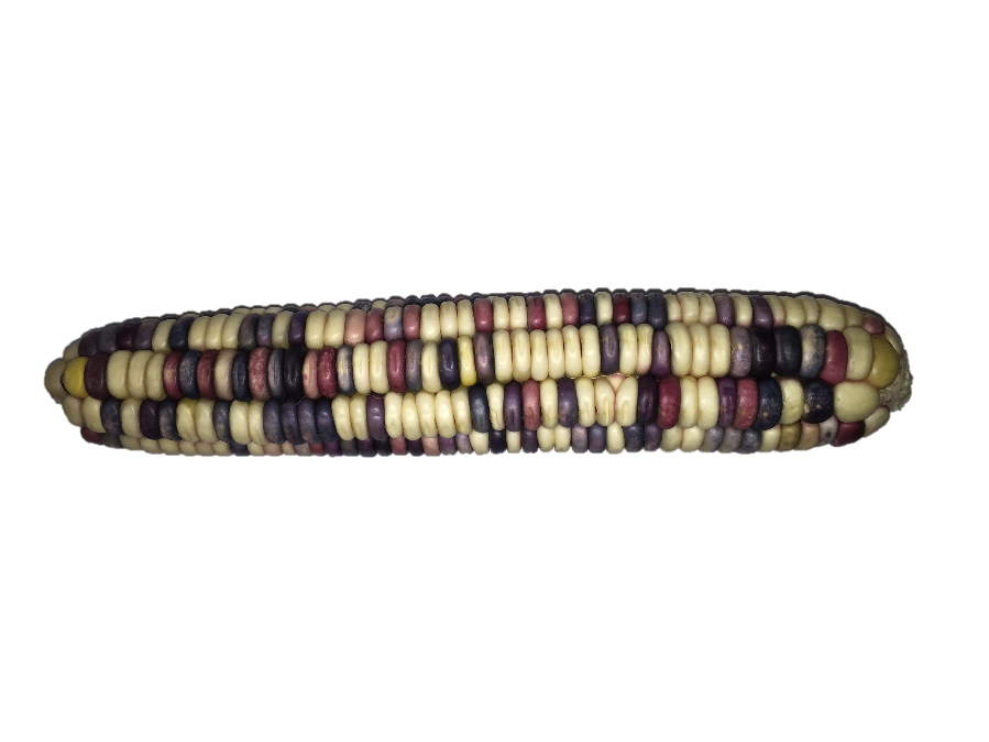 purple.png