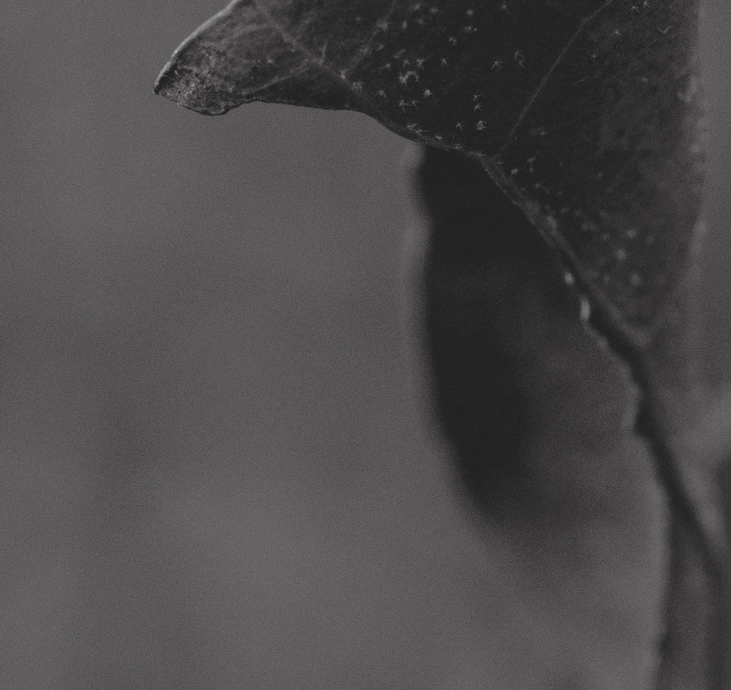 Hermetic.06 // smoke