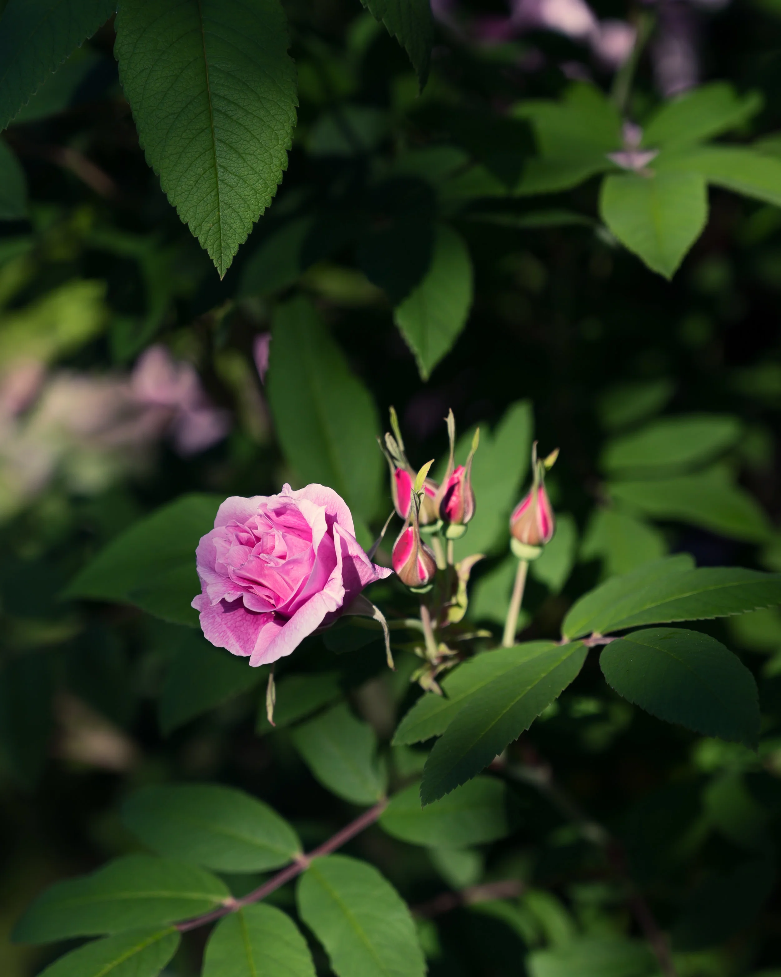 LMD_0936.jpg