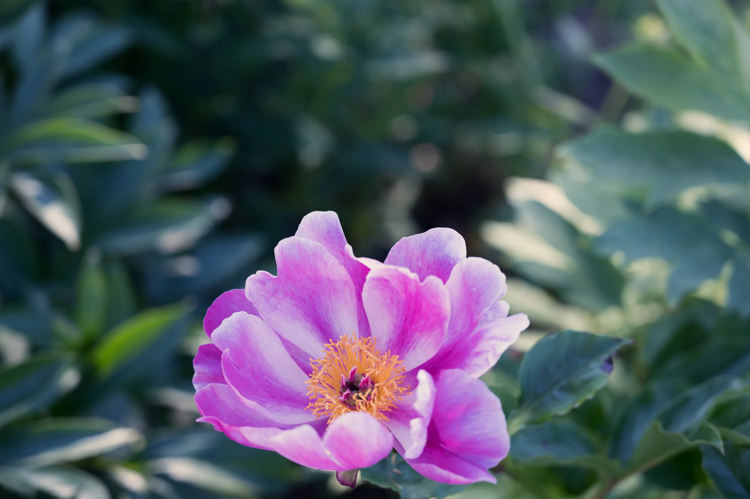 LMD_0925.jpg