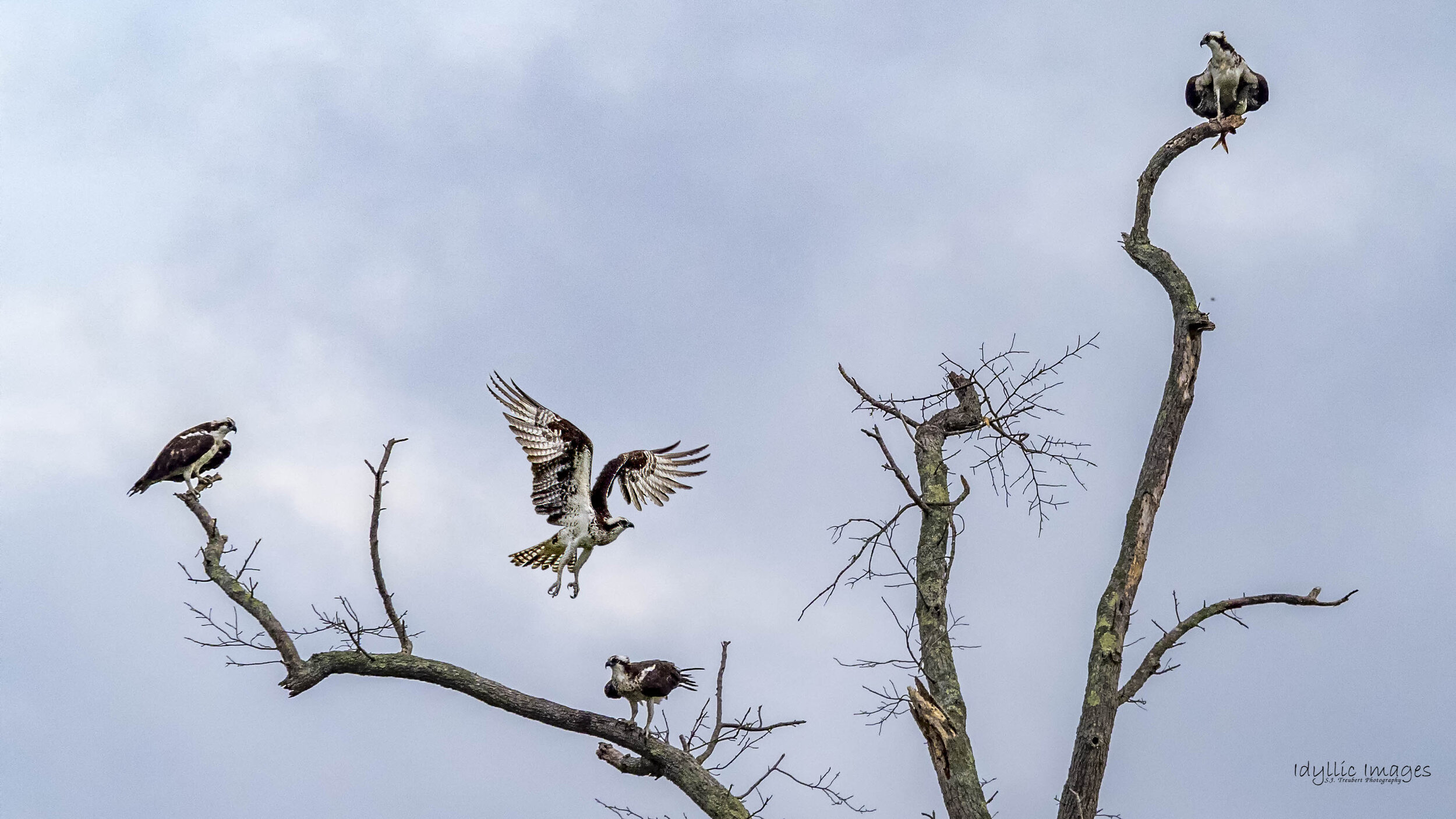 P7110348-Edit-Edit 4 ospreys in a tree.jpg