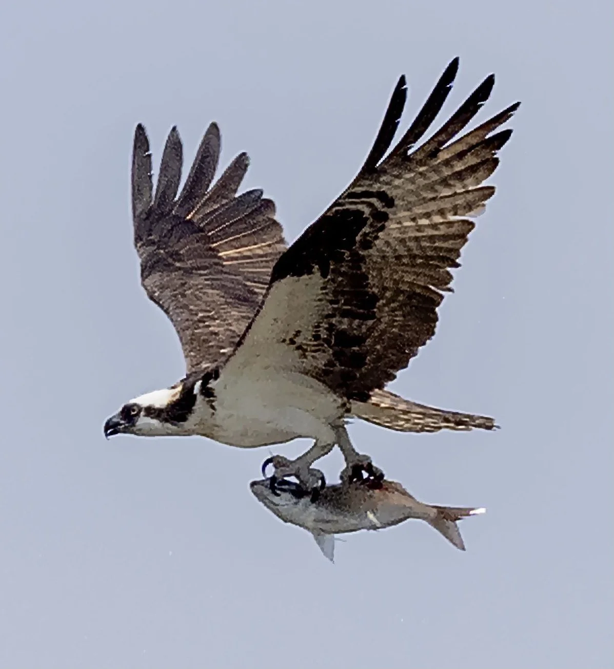 IMG_1964.JPG