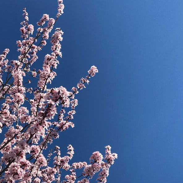 pink blooms on trees.png