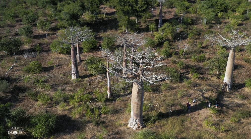 baobabs.jpg