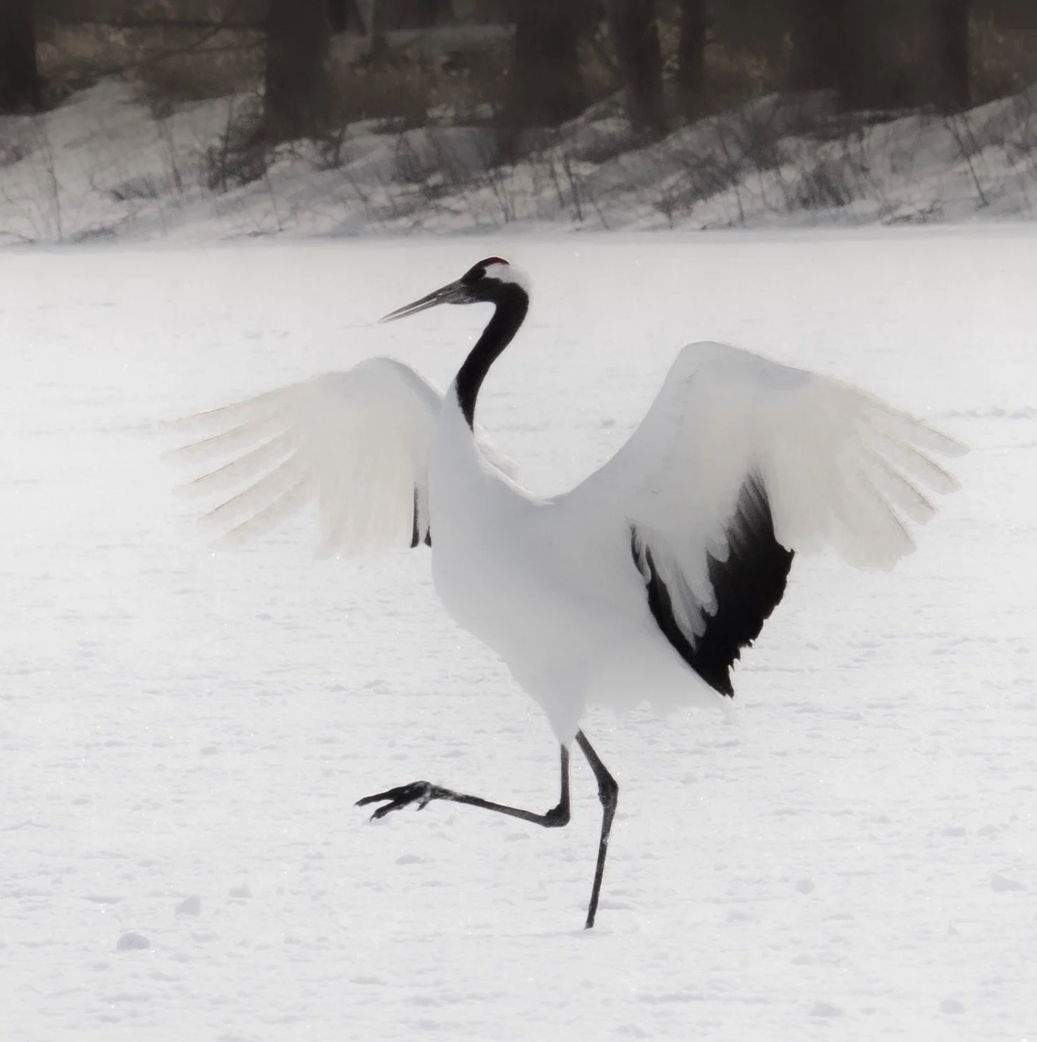 Capture d’écran 2026-03-01 à 22.17.06.jpg