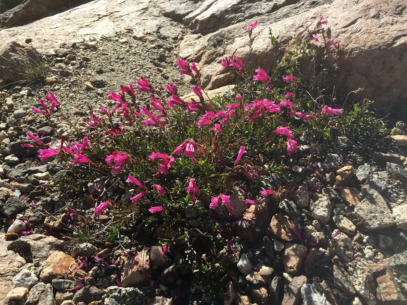 pacific_crest_trail_section_i_2015_9195.jpg