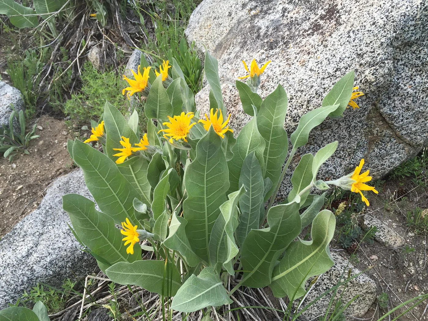 pacific_crest_trail_section_i_2015_9201.jpg