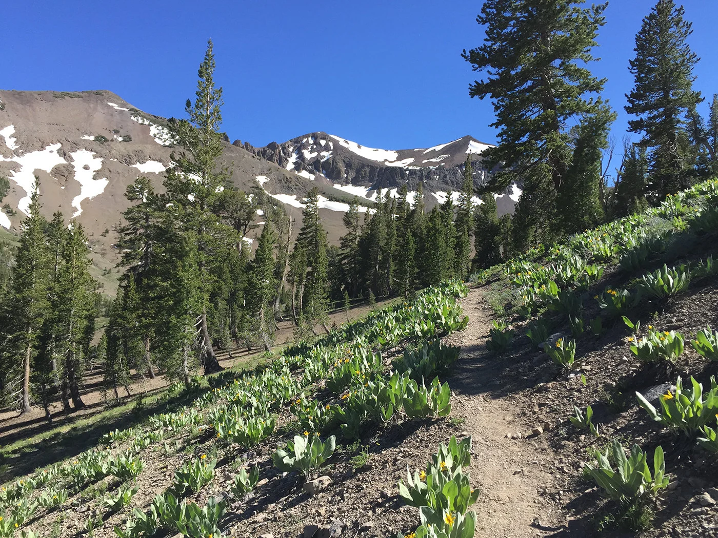pacific_crest_trail_section_i_2015_9374.jpg