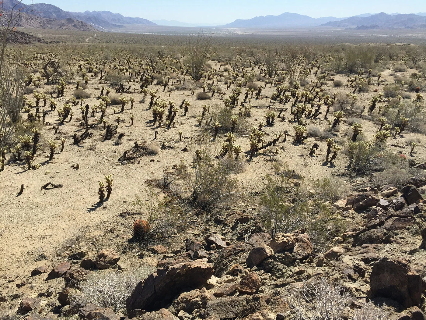 joshua-tree-2015-8737.jpg