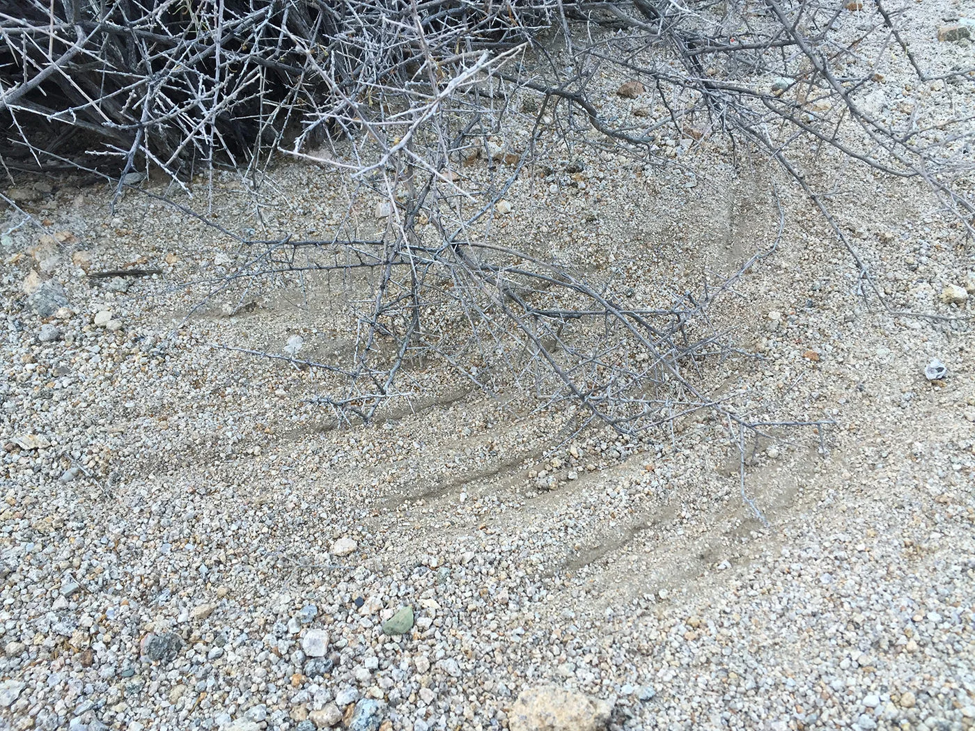 joshua-tree-2015-8763.jpg