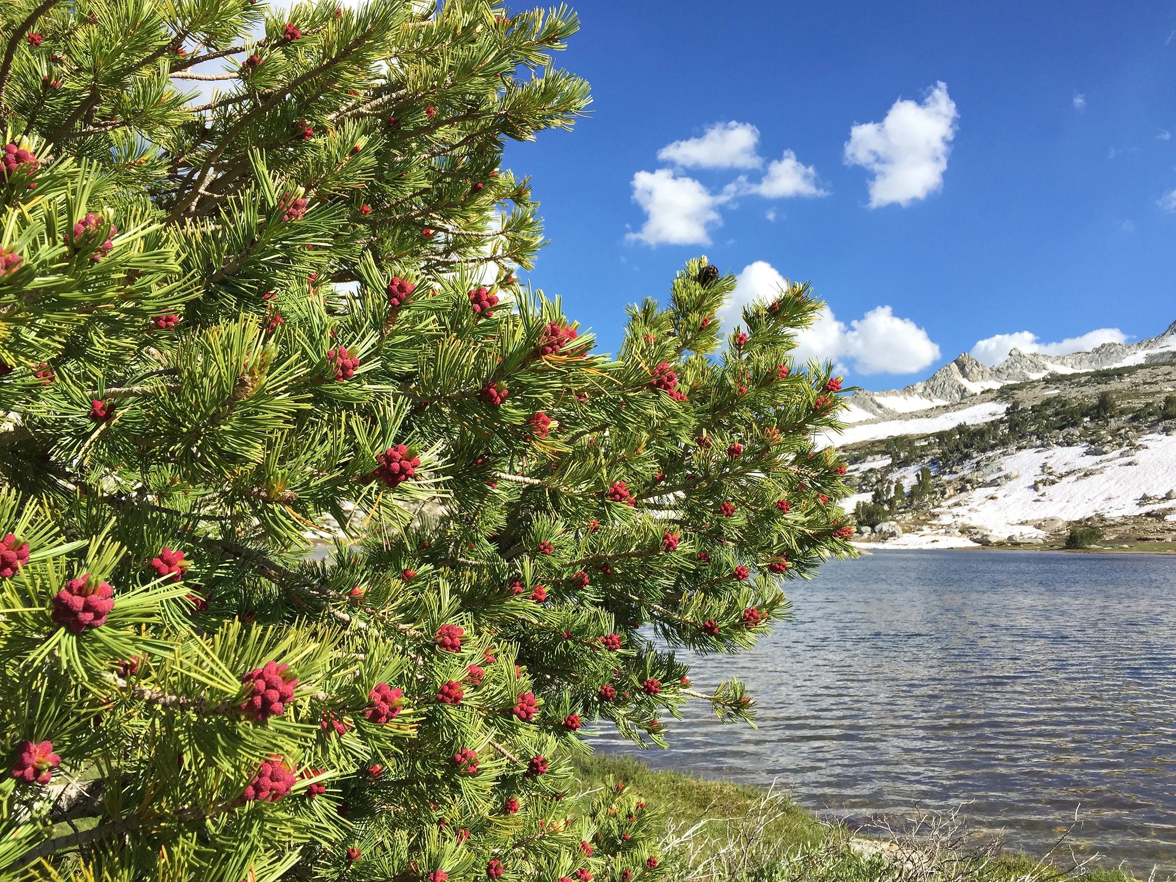 trailname-backstroke-sierra-high-route-2017_0061.jpg