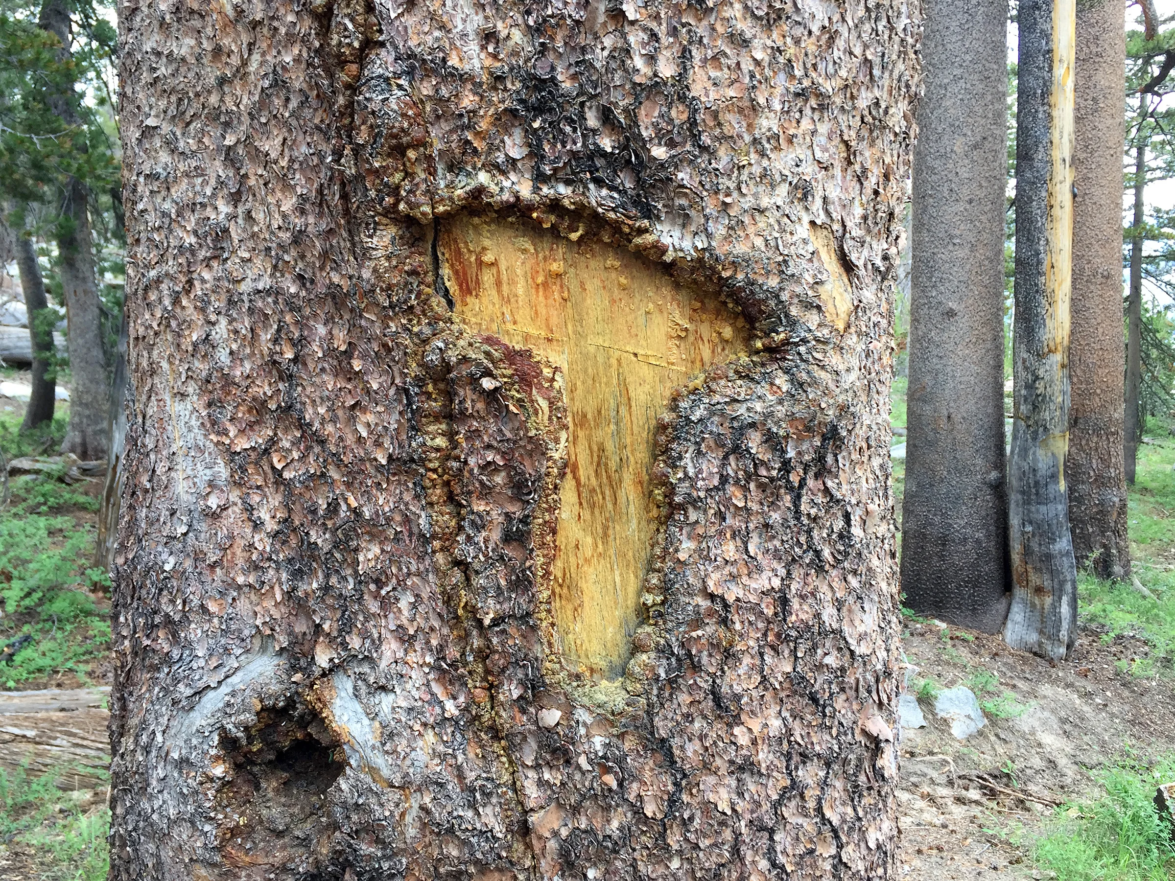 trailname-backstroketrailname-backstroke-sierra-high-route-2017_yosemite t blaze_0093.jpg