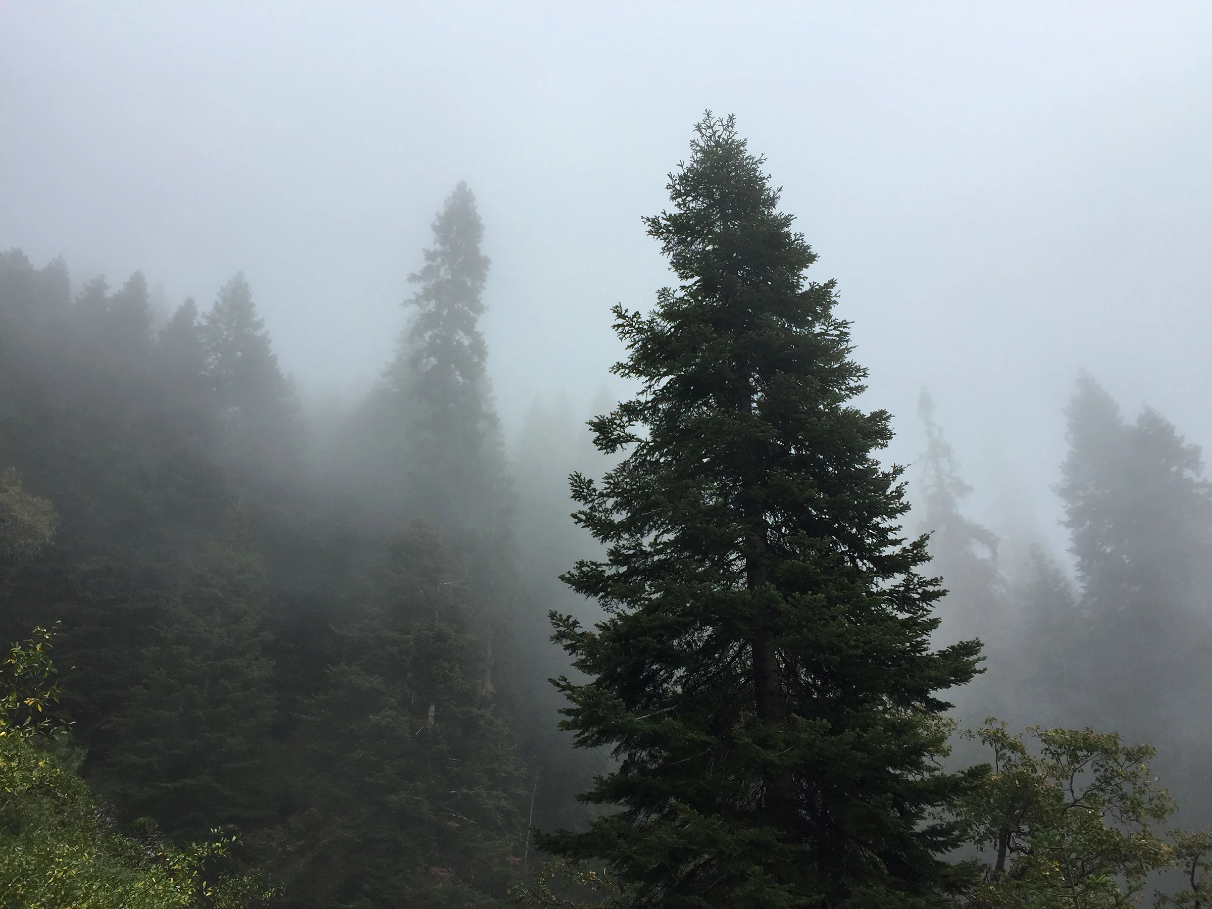 kaweah_basin_loop_2017_1199.jpg