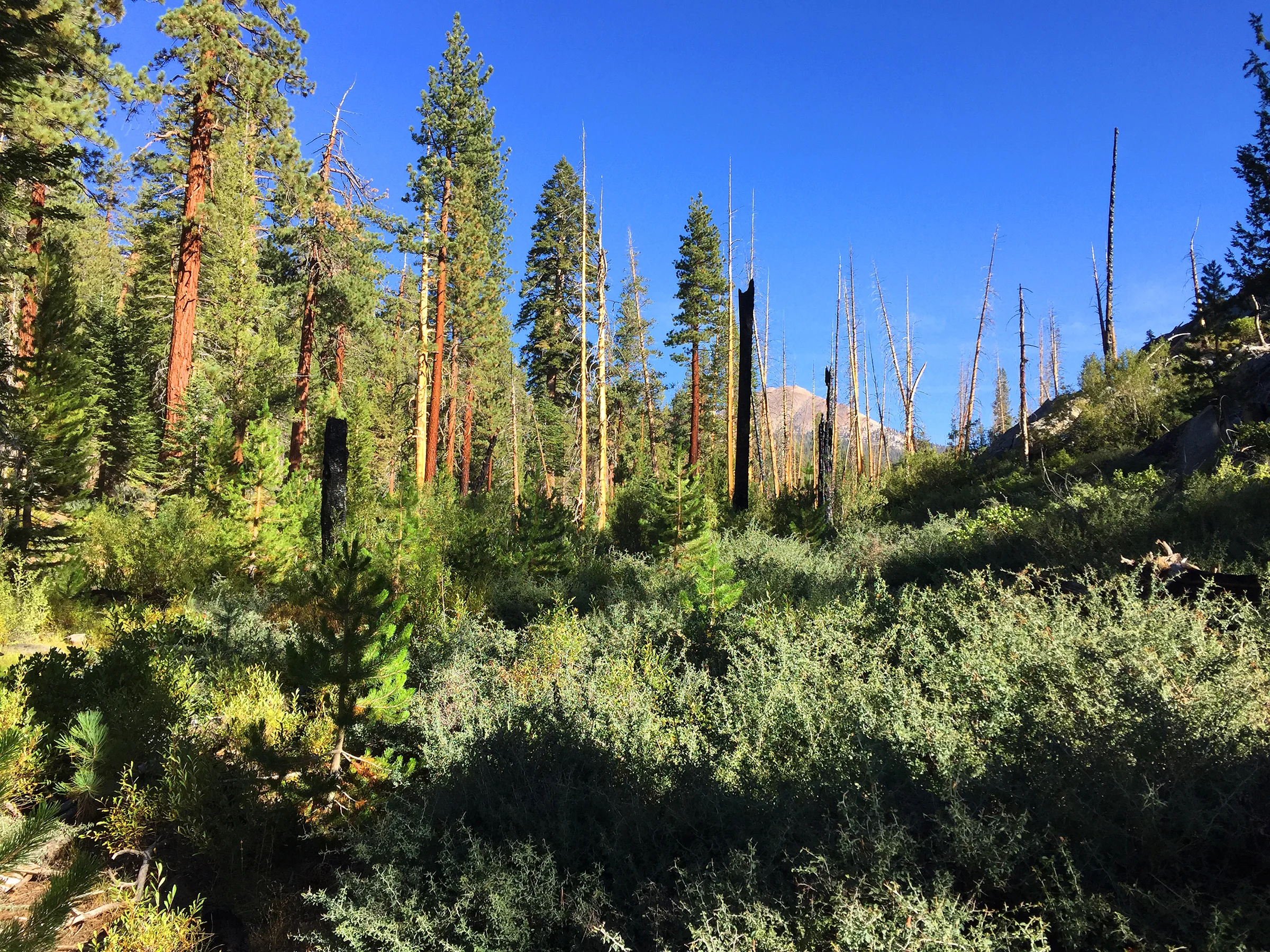 kaweah_basin_loop_2017_1707.jpg