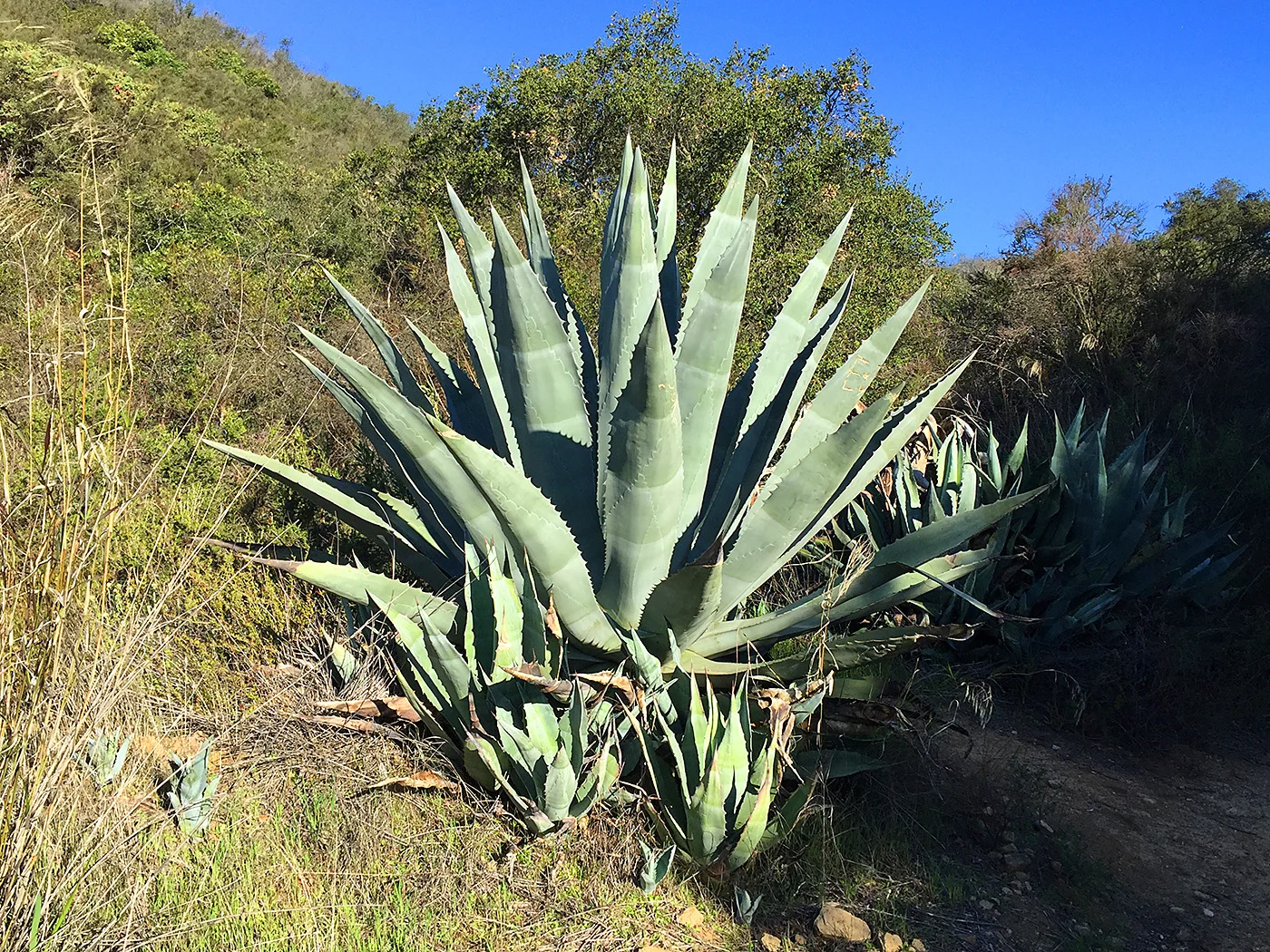 backbone-trail-trailnamebackstroke-3537.jpg