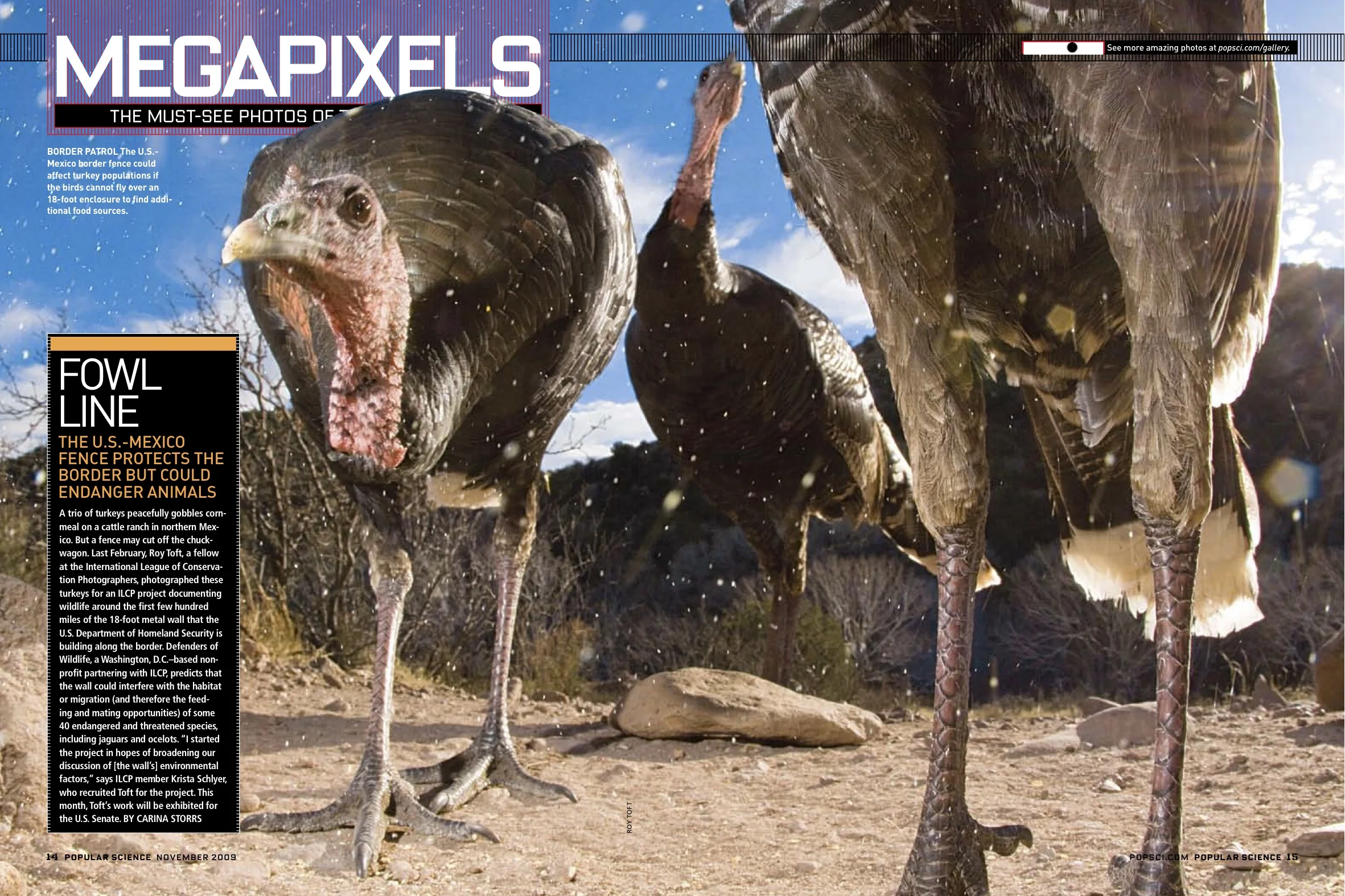 PSC1009_MP turkey.jpg