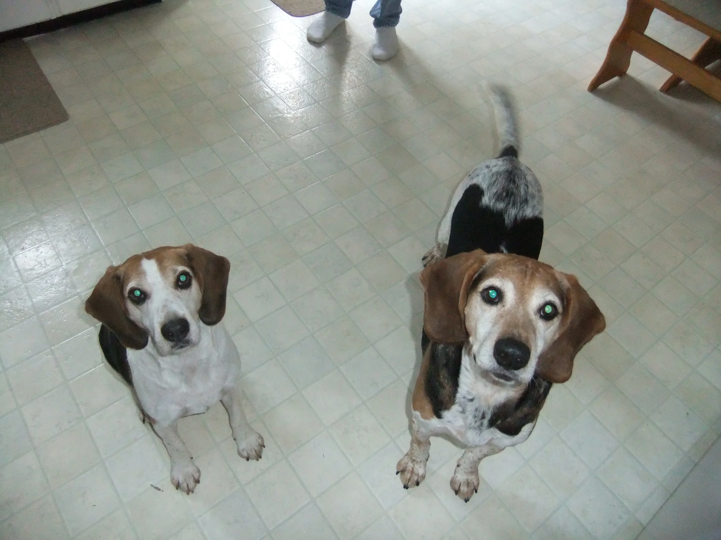 animals, watch, Spear's pets 045.JPG