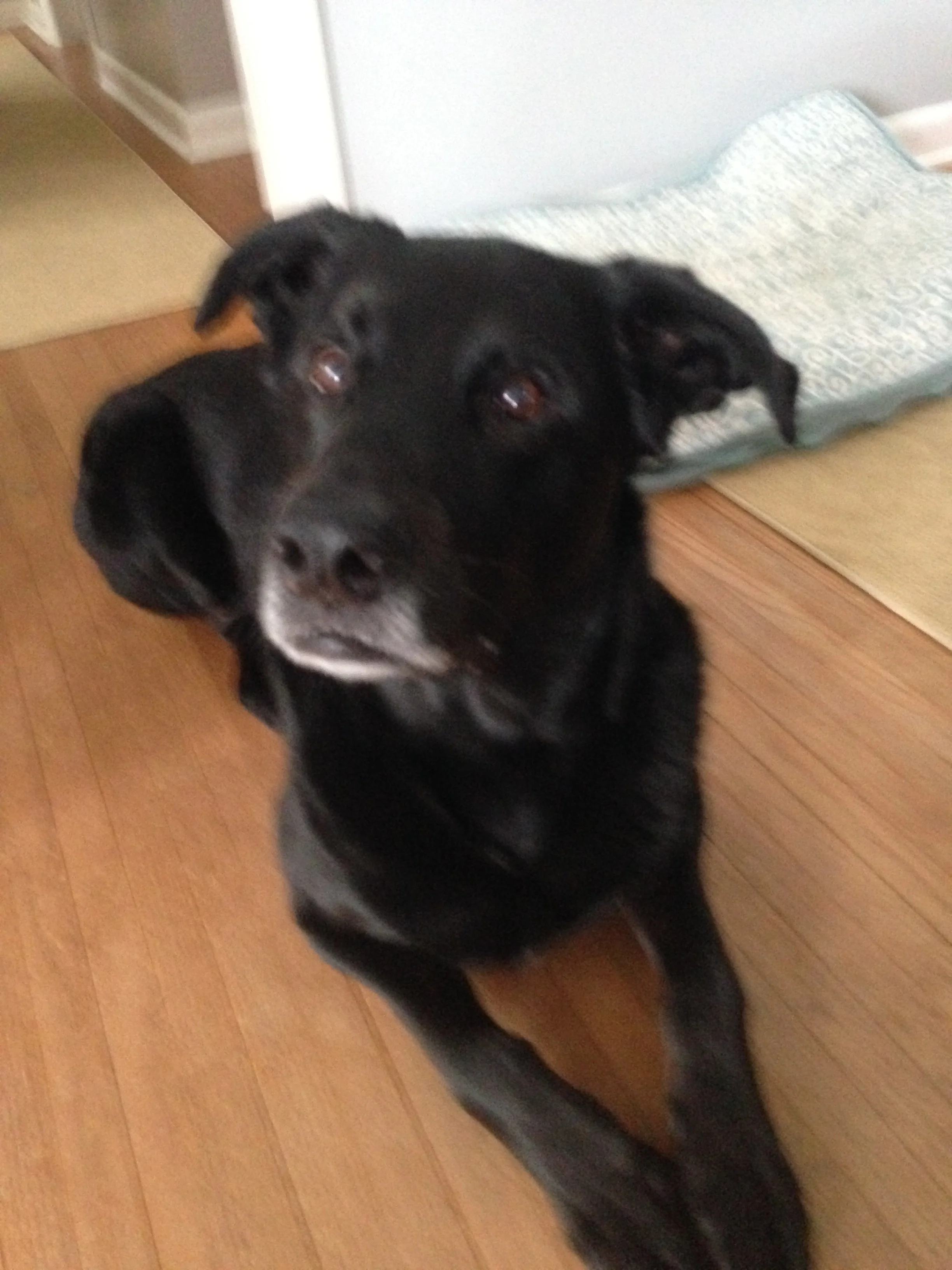 furbabies in Feb and March 2016 015.JPG