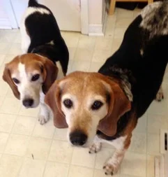 Popeye "Pops" & Sweet Pea are running & playing together over the bridge. Until we meet again my precious hound dogs. You will be missed everyday.