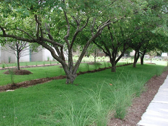 Website CRC Crab Apples.jpg