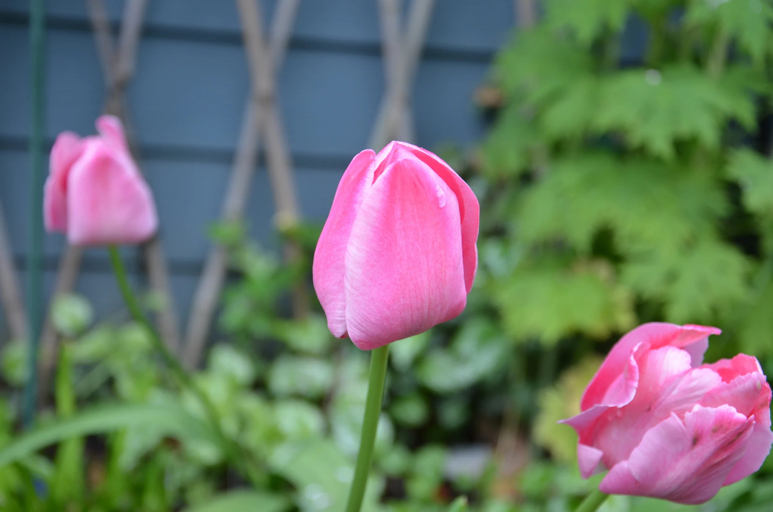 Pink Parrot Tulip